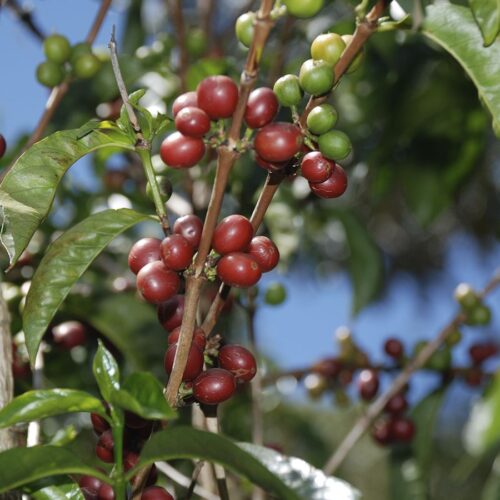 Ethiopië Espresso Organic